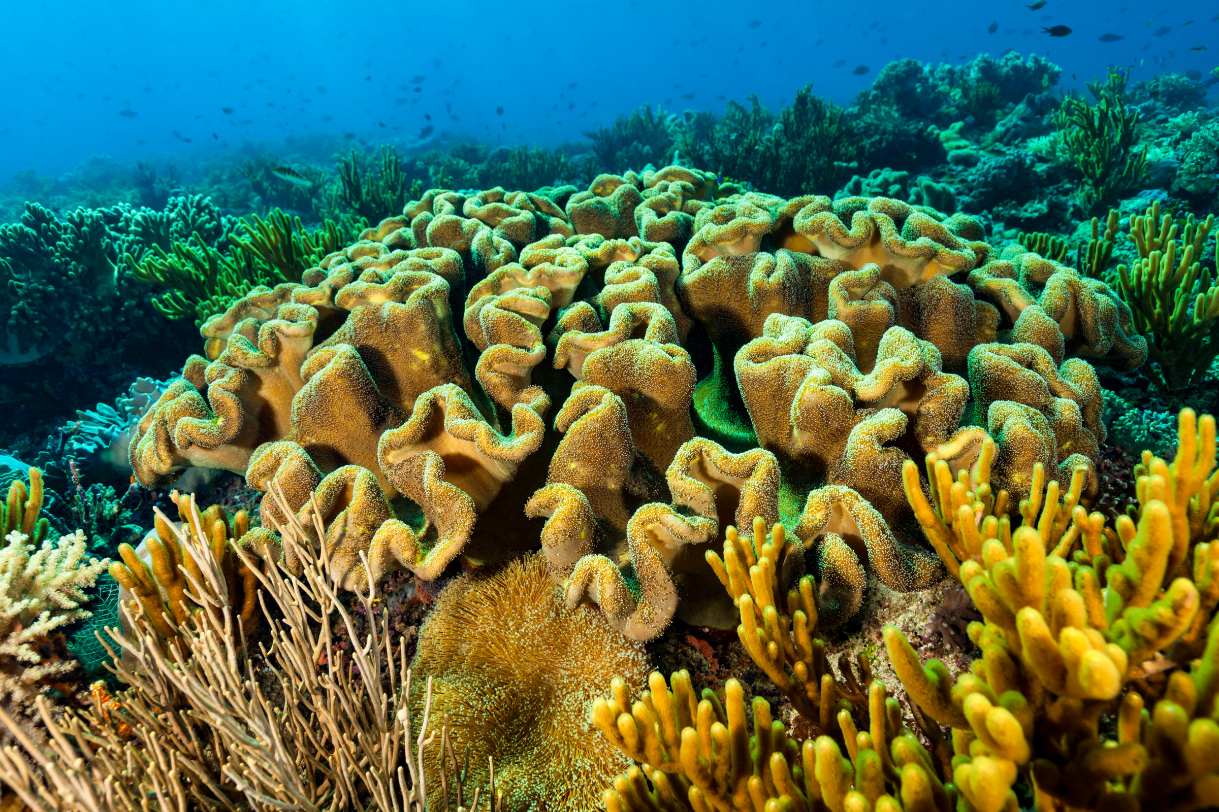wetar, forgotten islands (2).webp